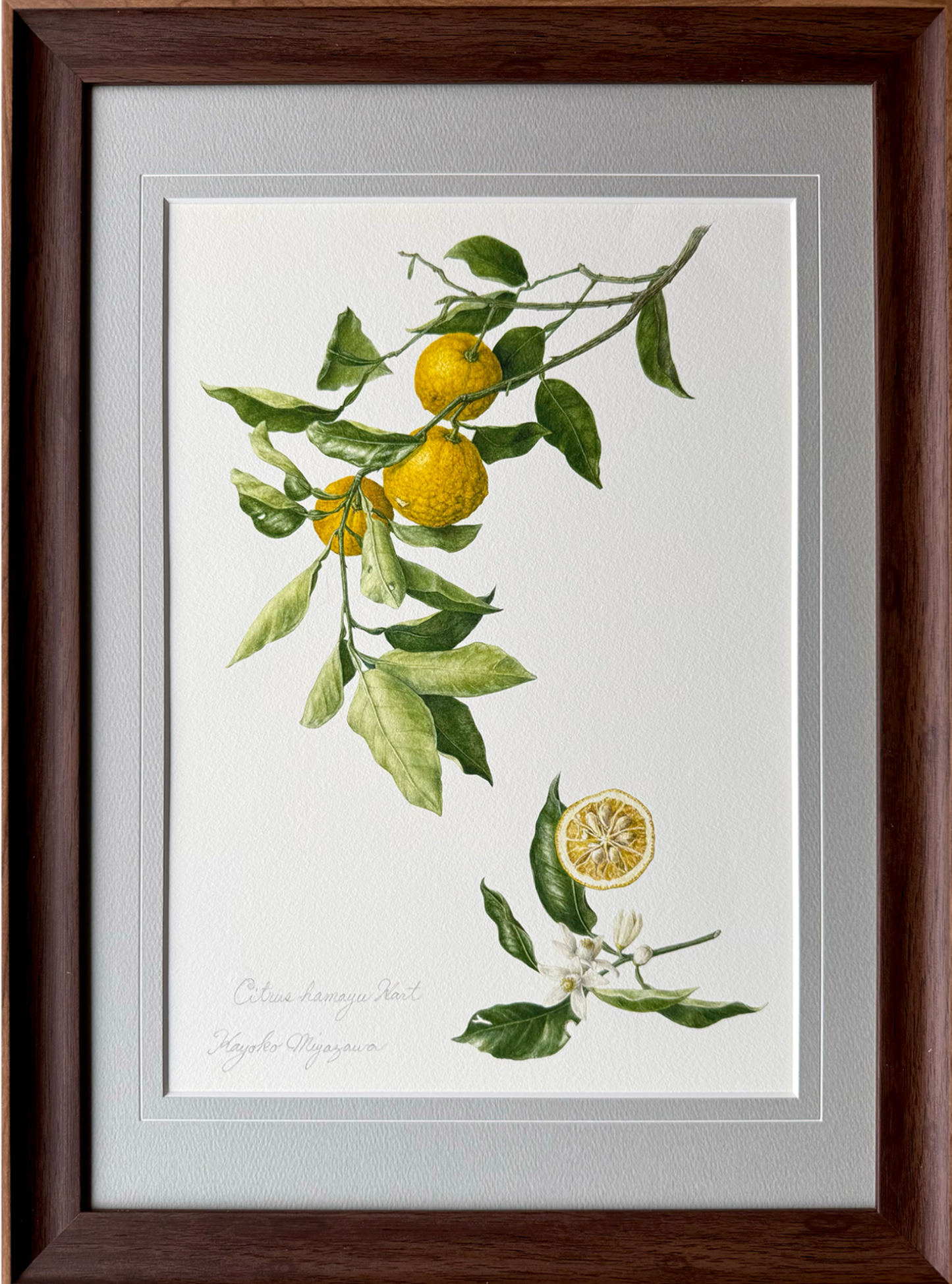 花柚子(ハナユズ)額装付き ジクレー印刷 Citrus hanayu, Framed, Giclee print