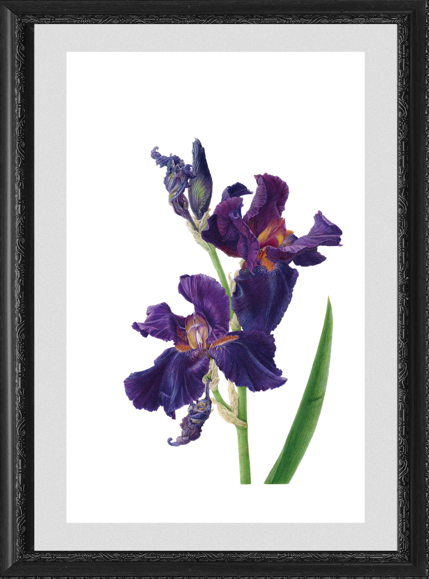 ジャーマンアイリス ジクレー印刷 German Iris 'Dracula's Kiss', Giclee print