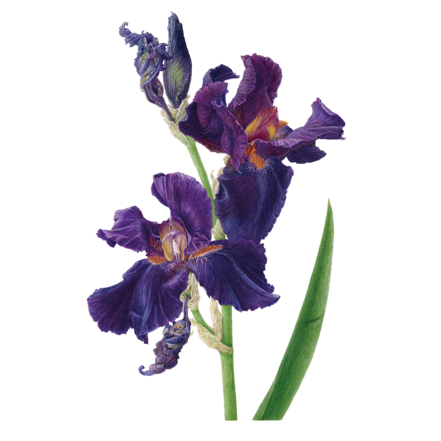 ジャーマンアイリス ジクレー印刷 German Iris 'Dracula's Kiss', Giclee print