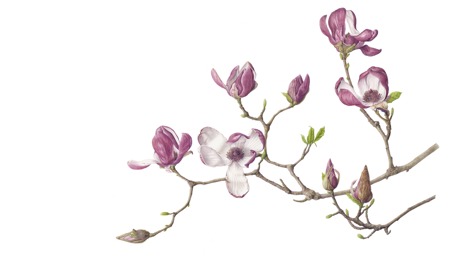モクレン 原寸大 ジクレー印刷 Magnolia ,Full size ,Giclee print