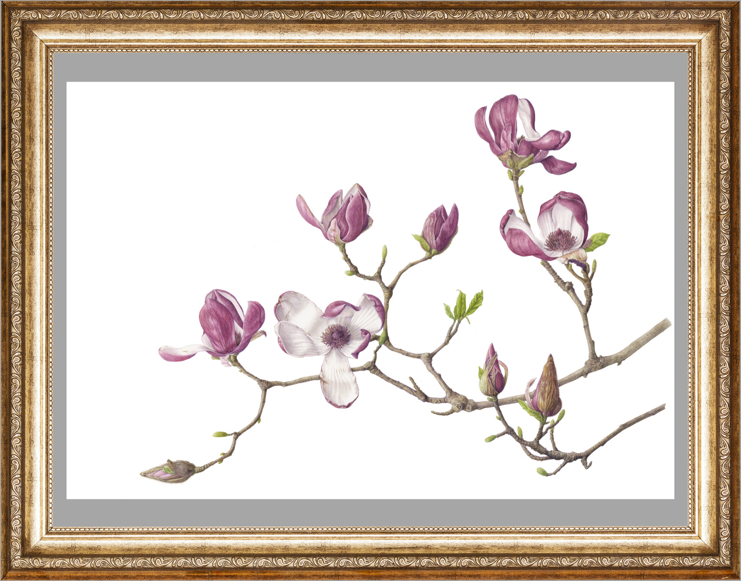 モクレン 原寸大 ジクレー印刷 Magnolia ,Full size ,Giclee print