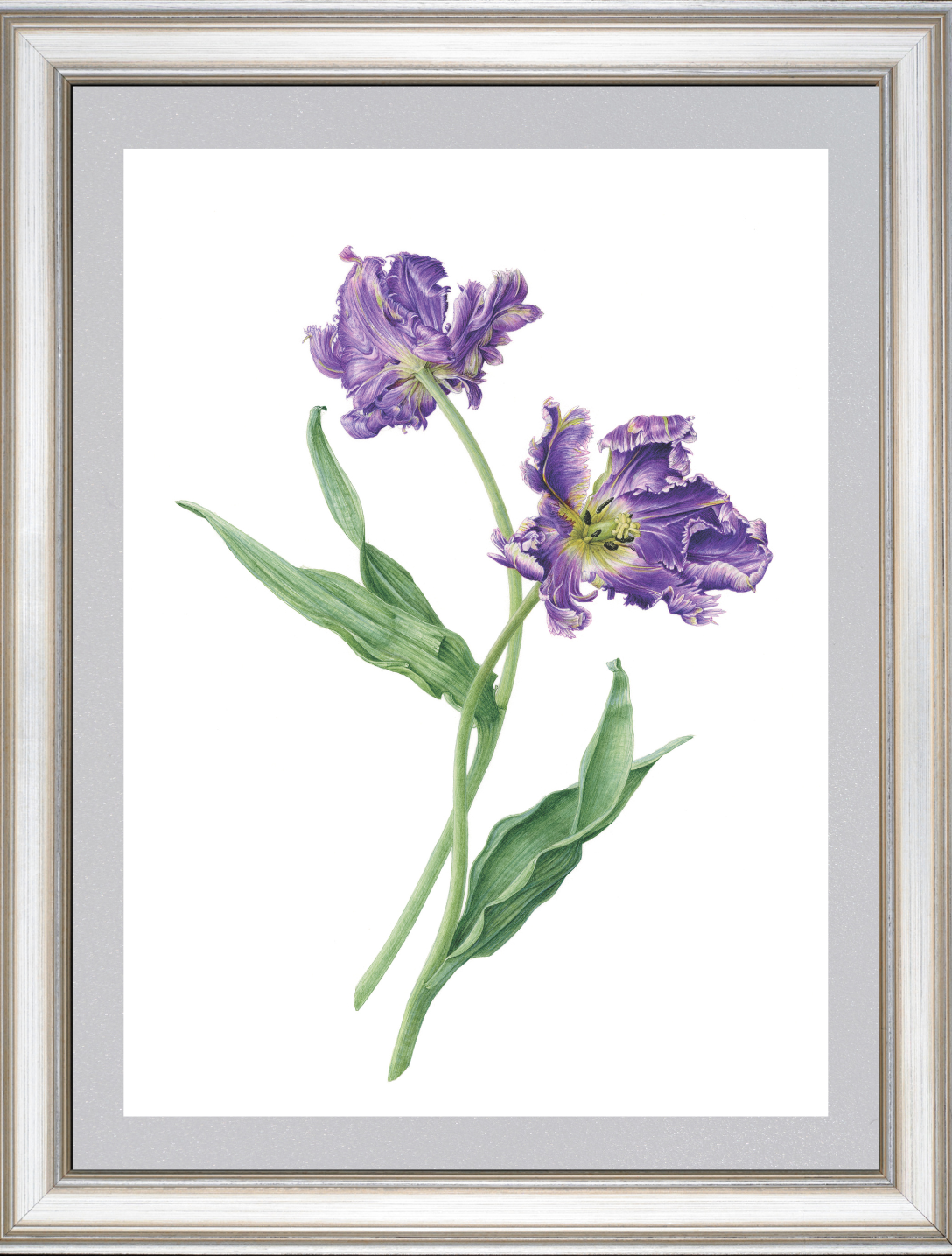 チューリップ ジクレー印刷 Tulip, Giclee print