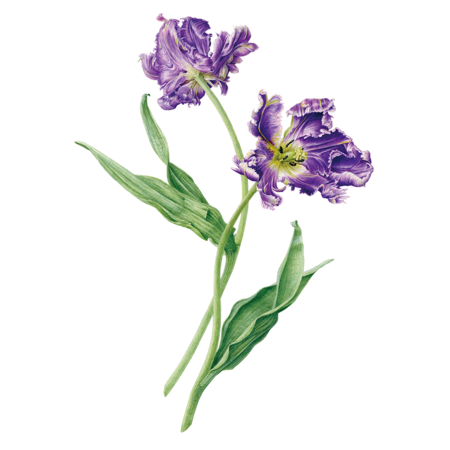 チューリップ ジクレー印刷 Tulip, Giclee print