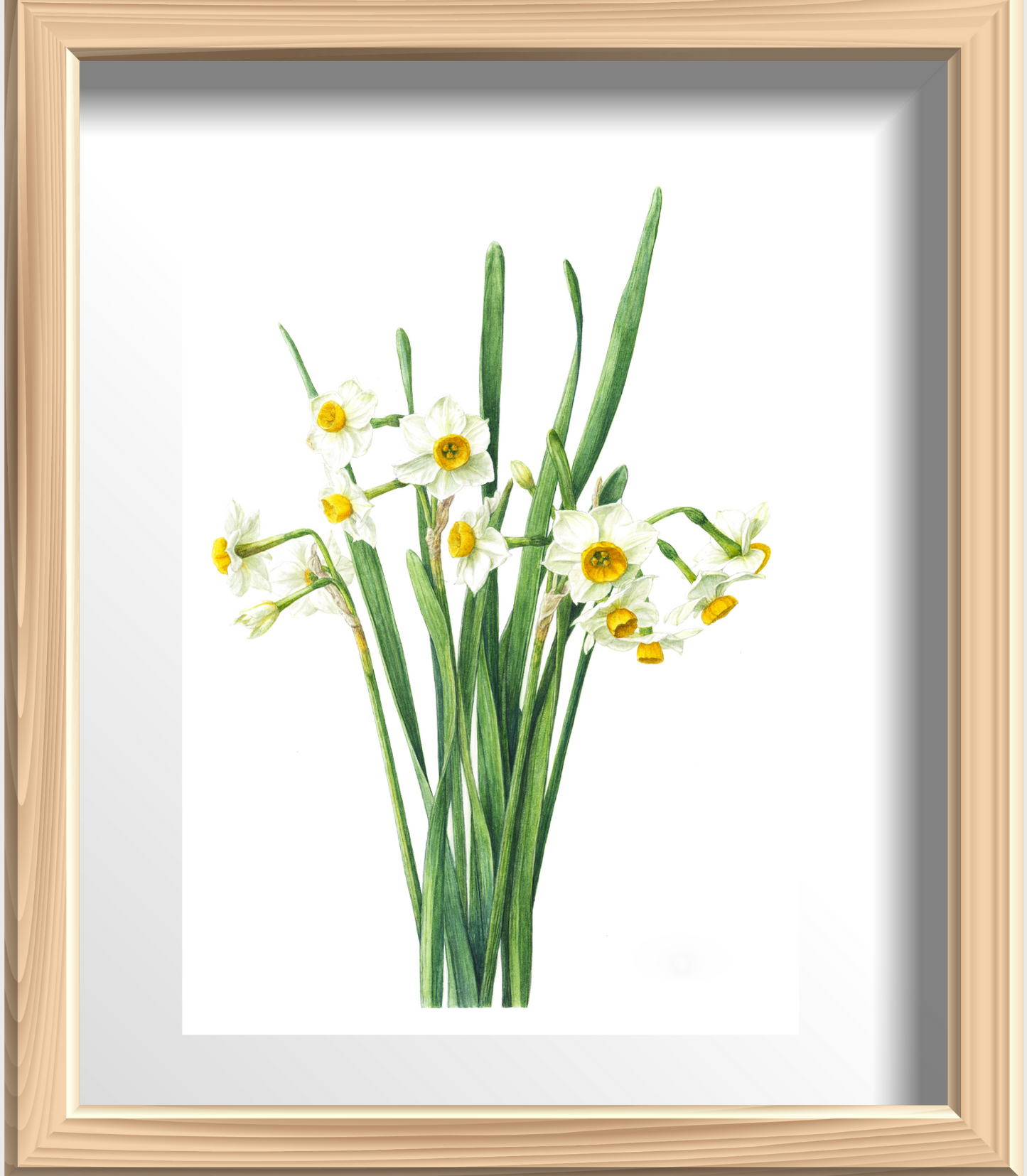 日本水仙 ジクレー印刷 Narcissus tazetta var. chinensis, Giclee print