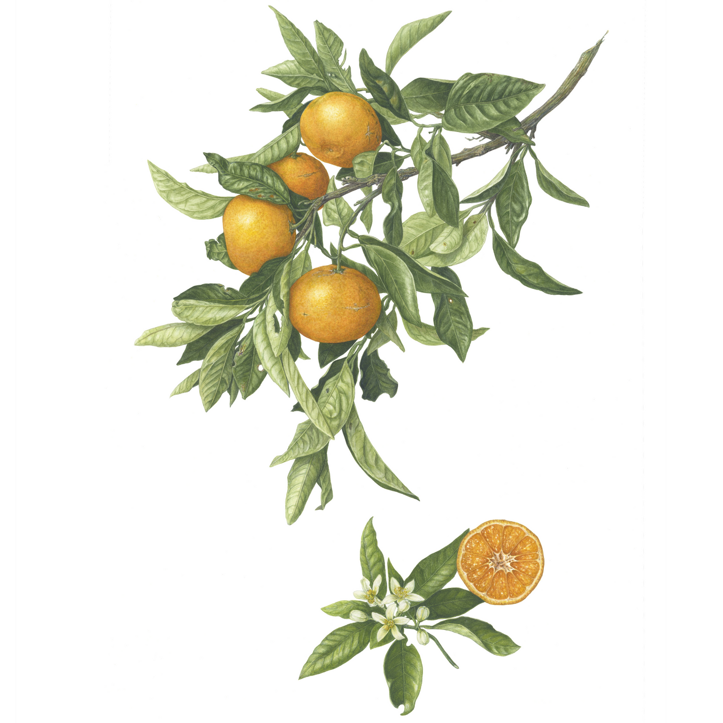温州ミカン 原寸大 ジクレー印刷 Citrus unshiu ,Full size ,Giclee print
