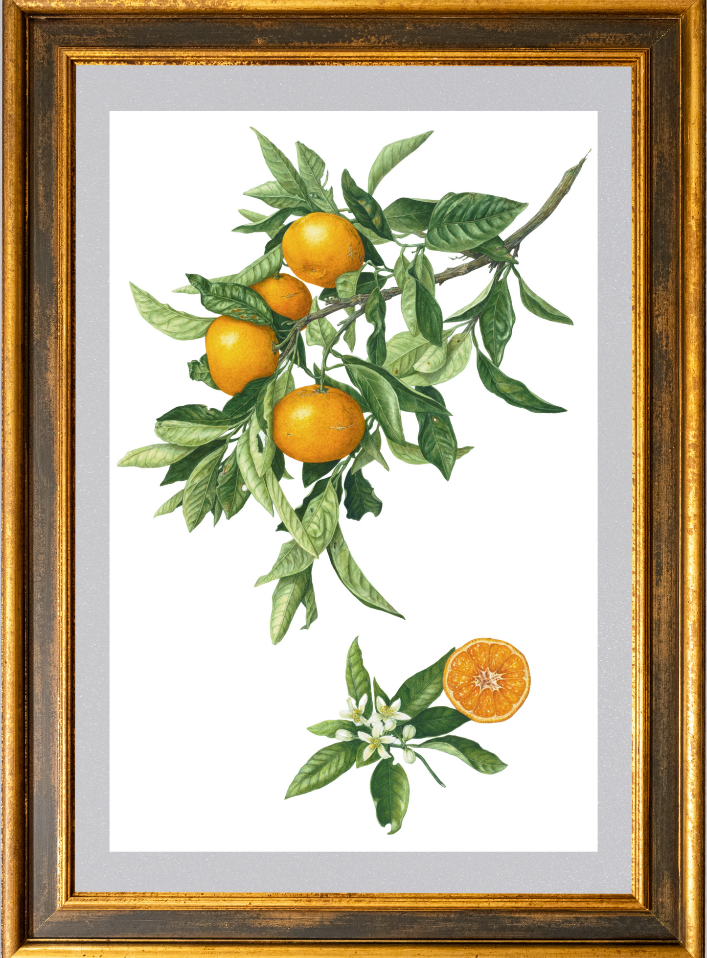温州ミカン 原寸大 ジクレー印刷 Citrus unshiu ,Full size ,Giclee print