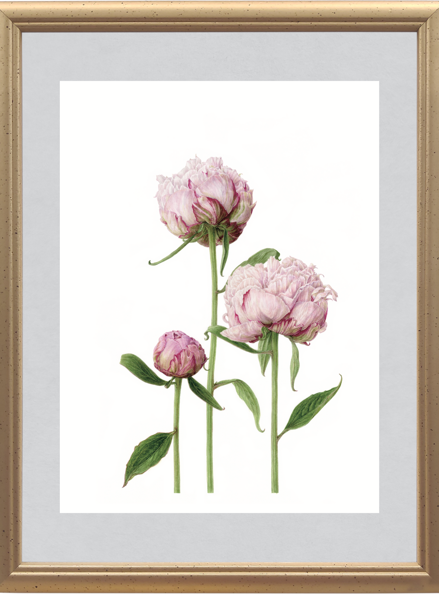 シャクヤク(芍薬)ジクレー印刷 Peony, Giclee print