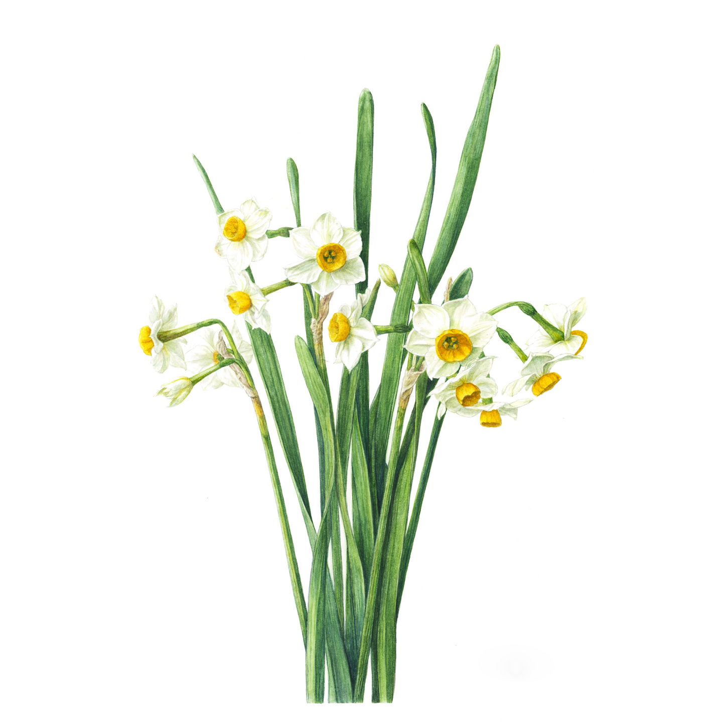 日本水仙 ジクレー印刷 Narcissus tazetta var. chinensis, Giclee print