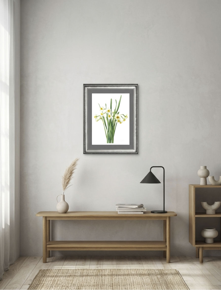 일본 수선화 지클리 프린트 (Narcissus tazetta var. chinensis, Giclee print)