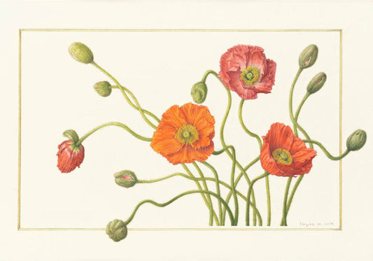 Shopコレクションに「ポピー」が加わりました