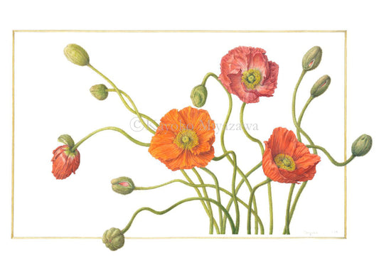 Shopコレクションに「ポピー」が加わりました