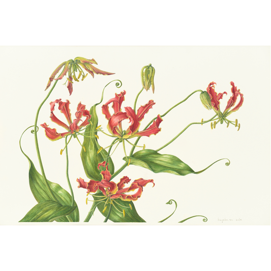 Shopコレクションに「グロリオサ」を追加しました