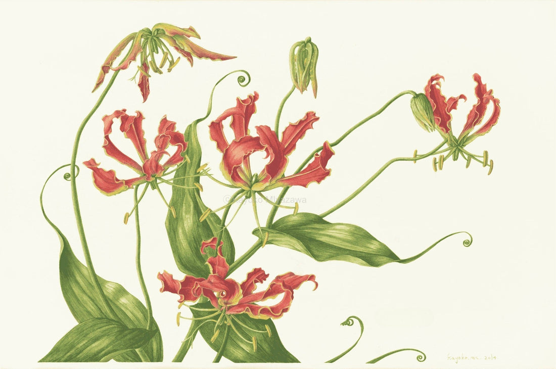 Shopコレクションに「グロリオサ」を追加しました