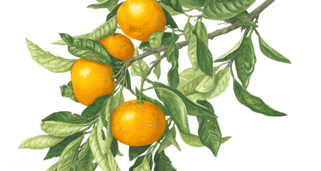 Shopコレクションに「温州ミカン」を追加しました