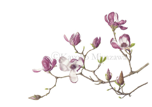 モクレン 原寸大 ジクレー印刷  Magnolia ,Full size ,Giclee print