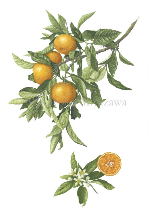 温州ミカン 原寸大 ジクレー印刷  Citrus unshiu ,Full size ,Giclee print
