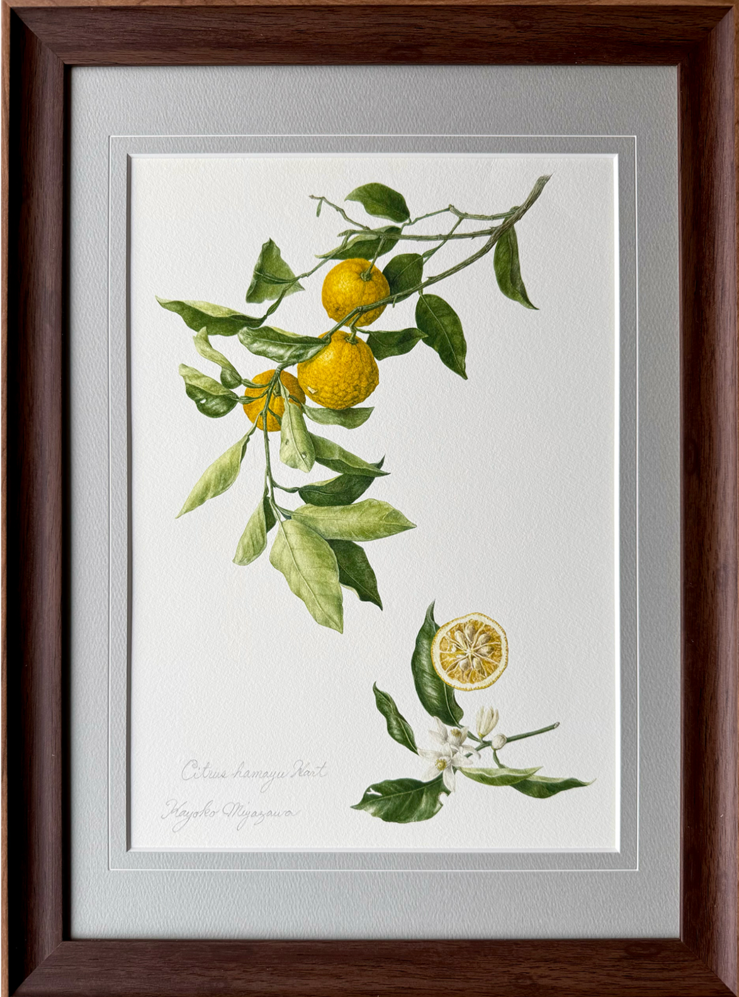 花柚子（ハナユズ）額装付き ジクレー印刷   Citrus hanayu, Framed, Giclee print