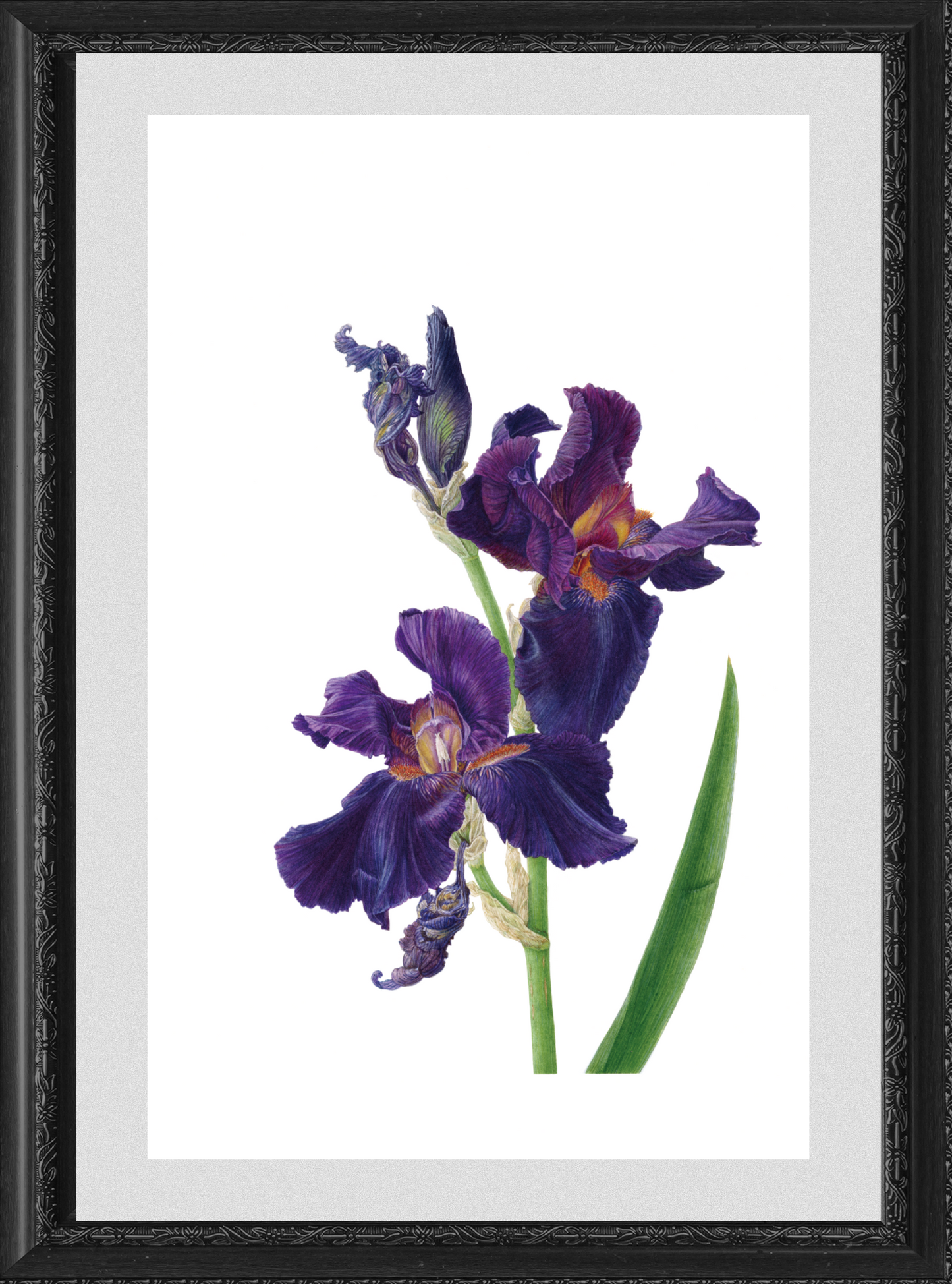 ジャーマンアイリス  ジクレー印刷  German Iris 'Dracula's Kiss',  Giclee print