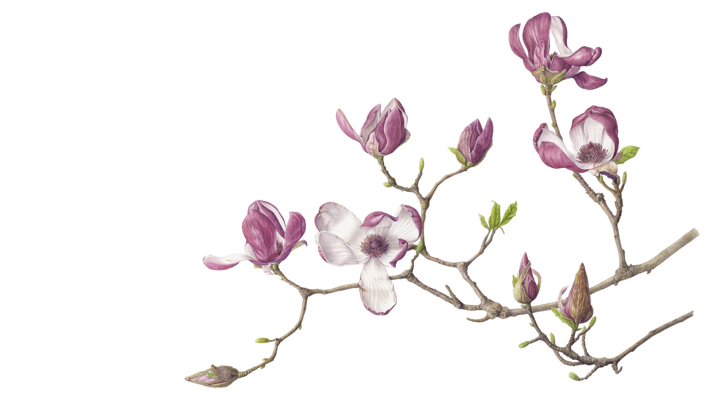 モクレン 原寸大 ジクレー印刷  Magnolia ,Full size ,Giclee print