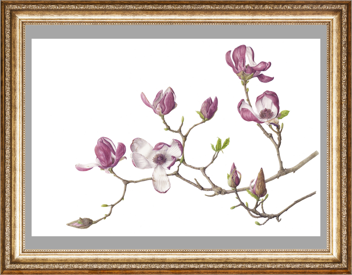 モクレン 原寸大 ジクレー印刷  Magnolia ,Full size ,Giclee print