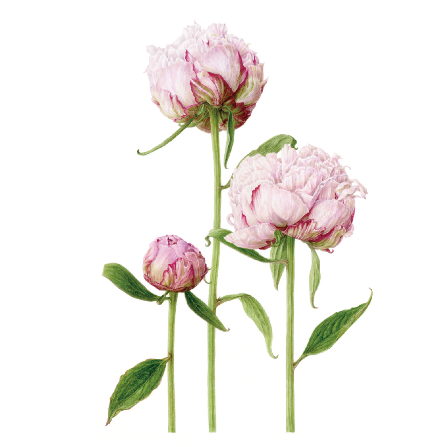 シャクヤク（芍薬）ジクレー印刷  Peony, Giclee print