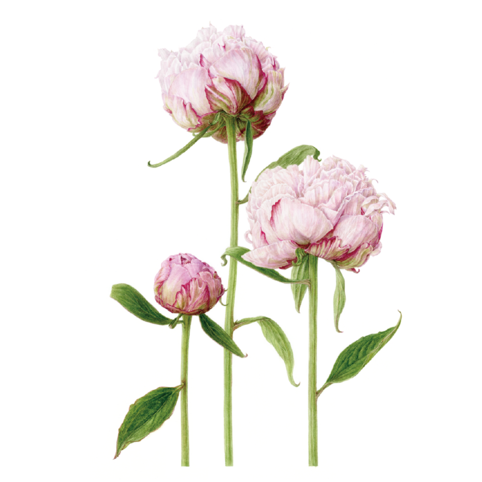 ジョアン・アイザック「Peonies シャクヤク」 シャクヤク(芍薬ピオニー）が豪華に咲いていました | 日本の季節