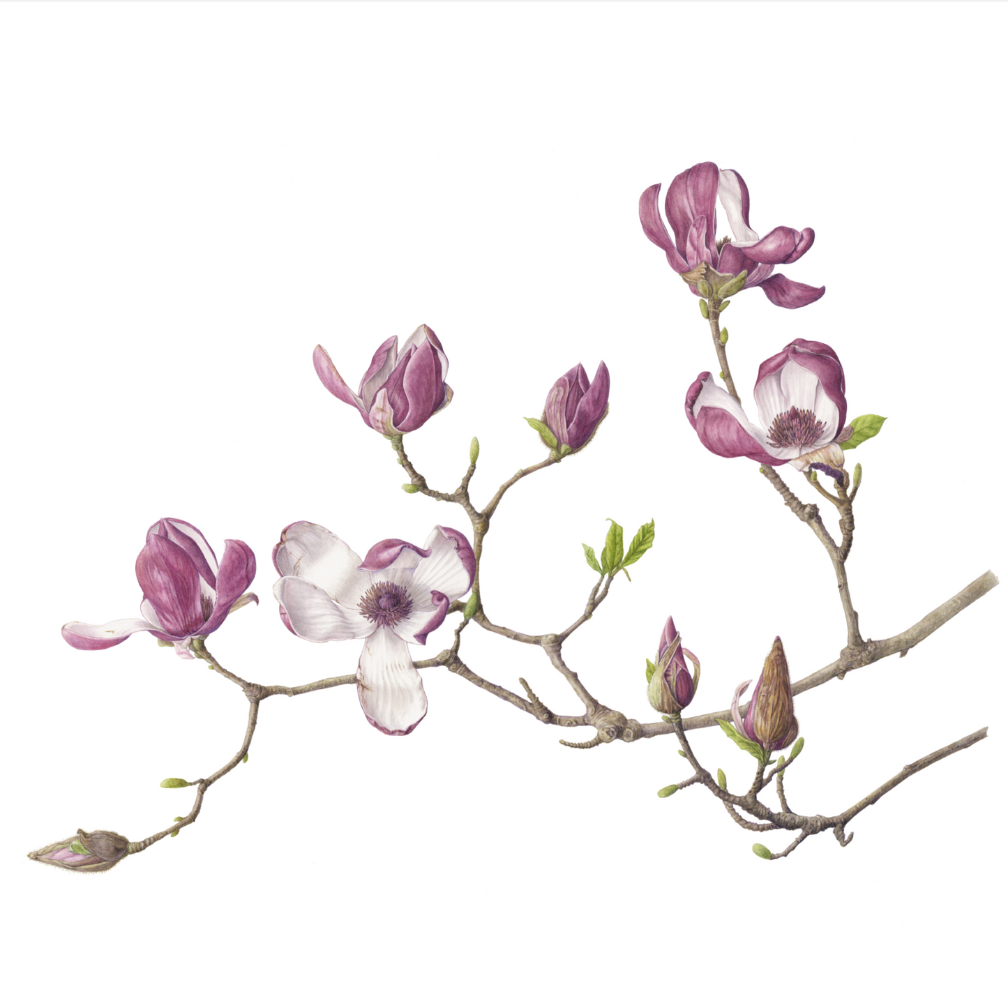 Magnolia