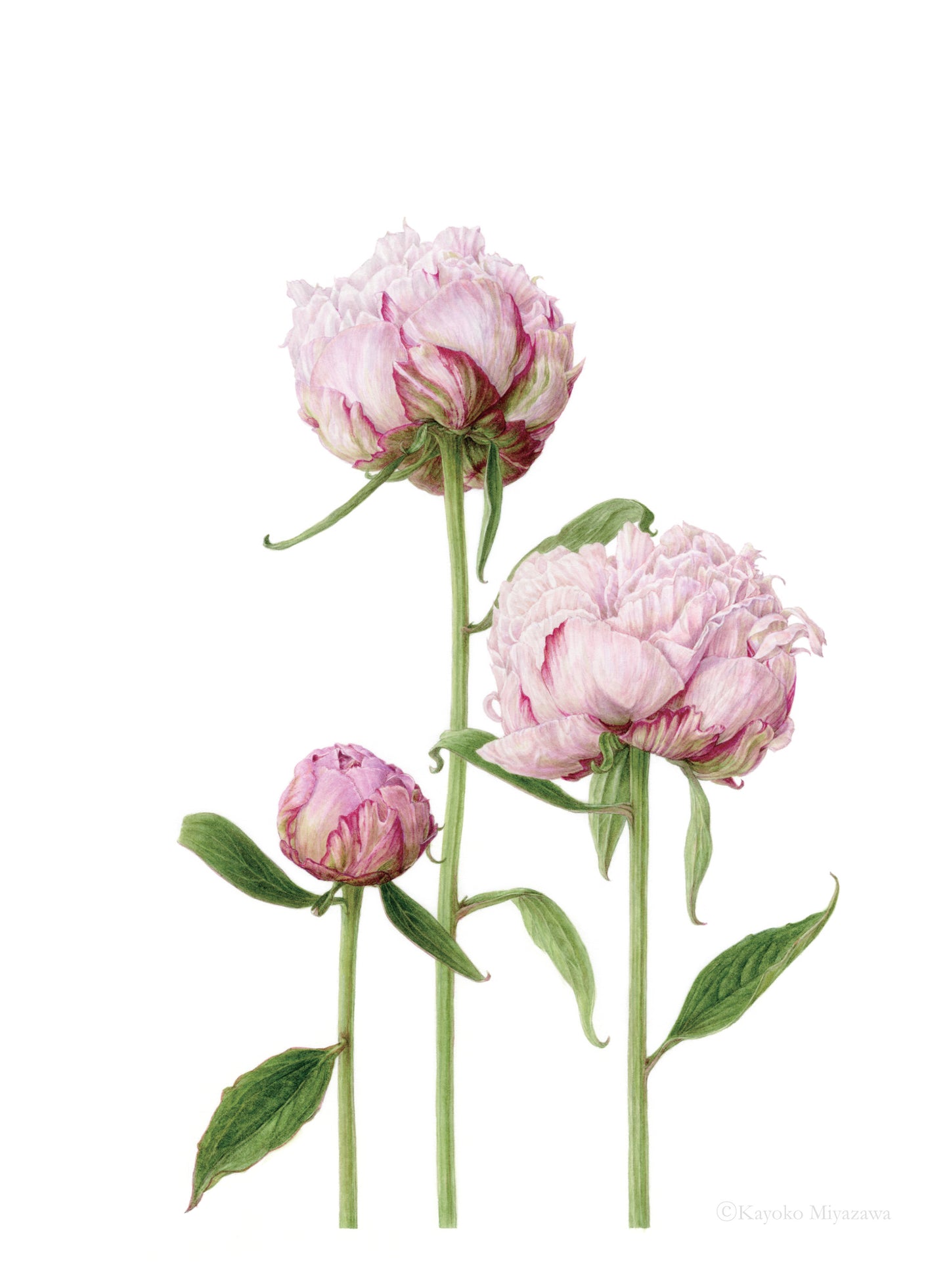 Paeonia lactiflora｜Impression Giclée