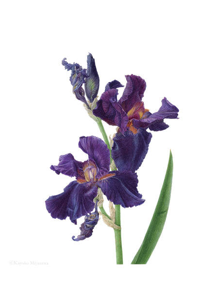 Iris germanica 'Dracula's Kiss'｜지클레 프린트