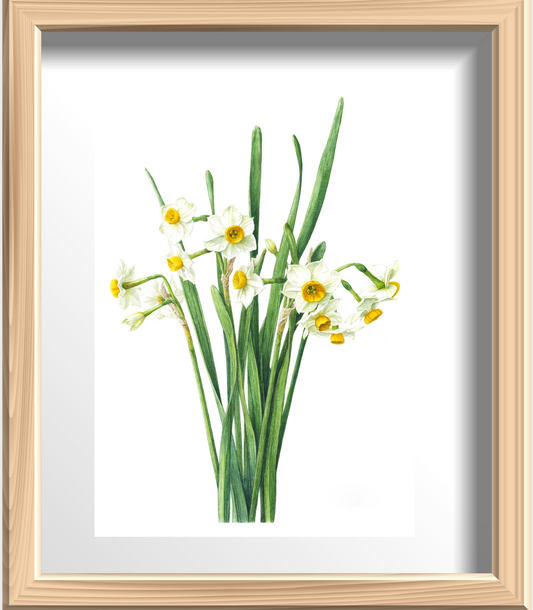 日本水仙  ジクレー印刷  Narcissus tazetta var. chinensis, Giclee print