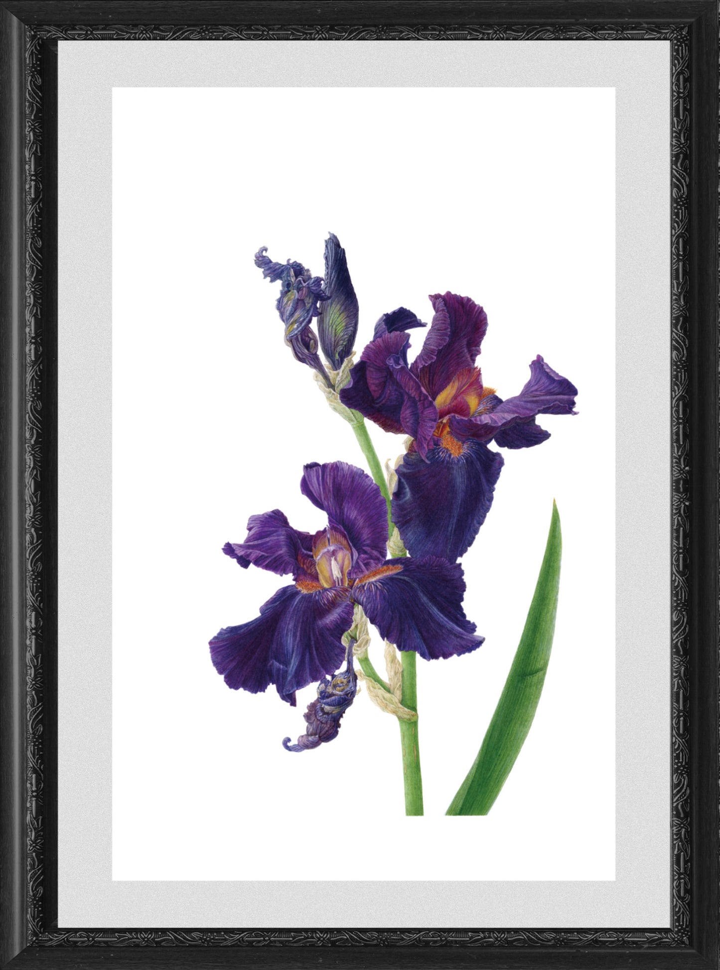 Iris germanica 'Dracula's Kiss'｜지클레 프린트