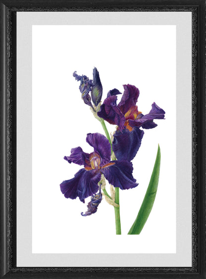 Iris germanica 'Dracula's Kiss'｜지클레 프린트