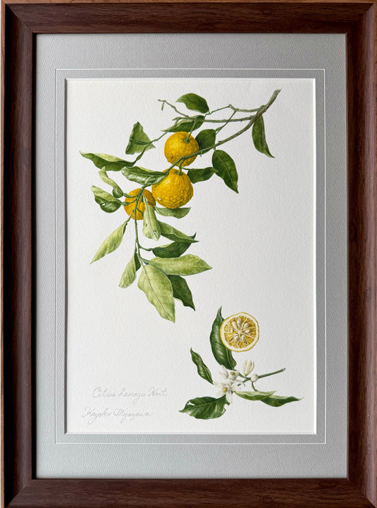ハナユズ　Citrus hanayu｜額装付き ジクレープリント Giclée Print