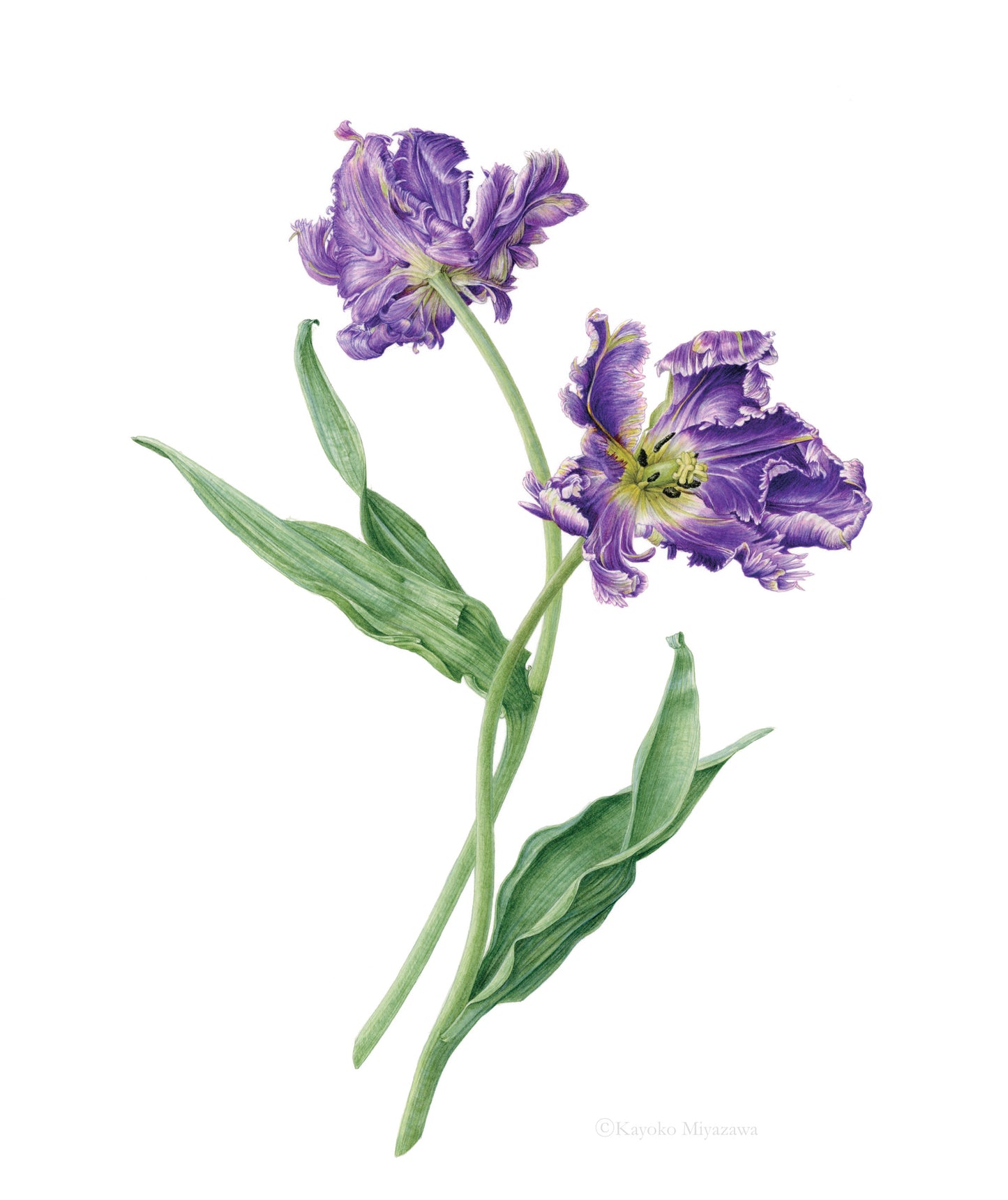 Tulipa 'Blue'｜Impression Giclée