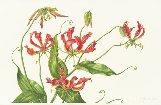 グロリオサ　Gloriosa superba｜ジクレープリント Giclée Print