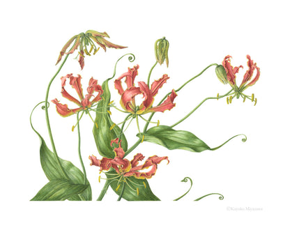 Gloriosa superba｜지클레 프린트