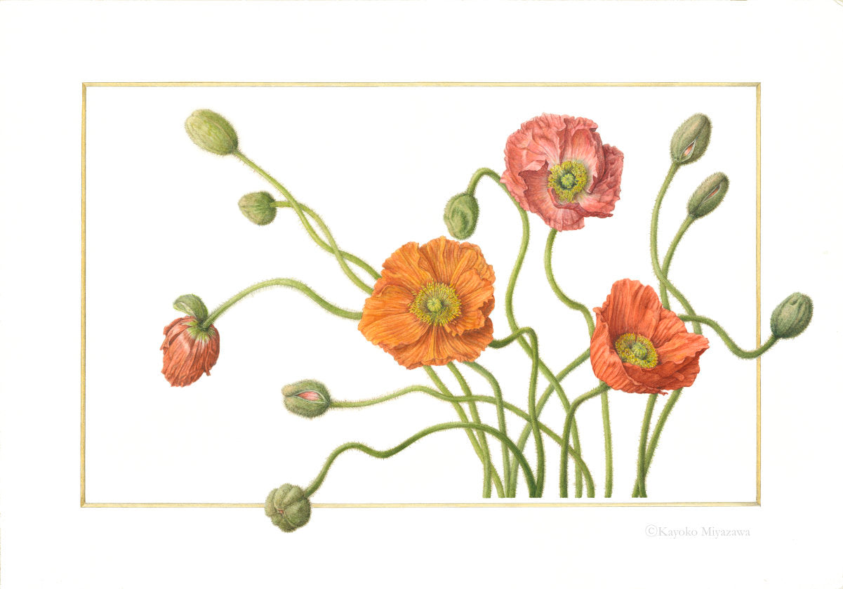 Papaver｜Impression Giclée