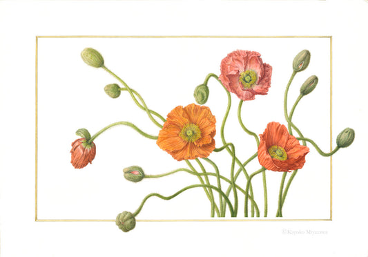 ポピー　Papaver｜ジクレープリント Giclée Print