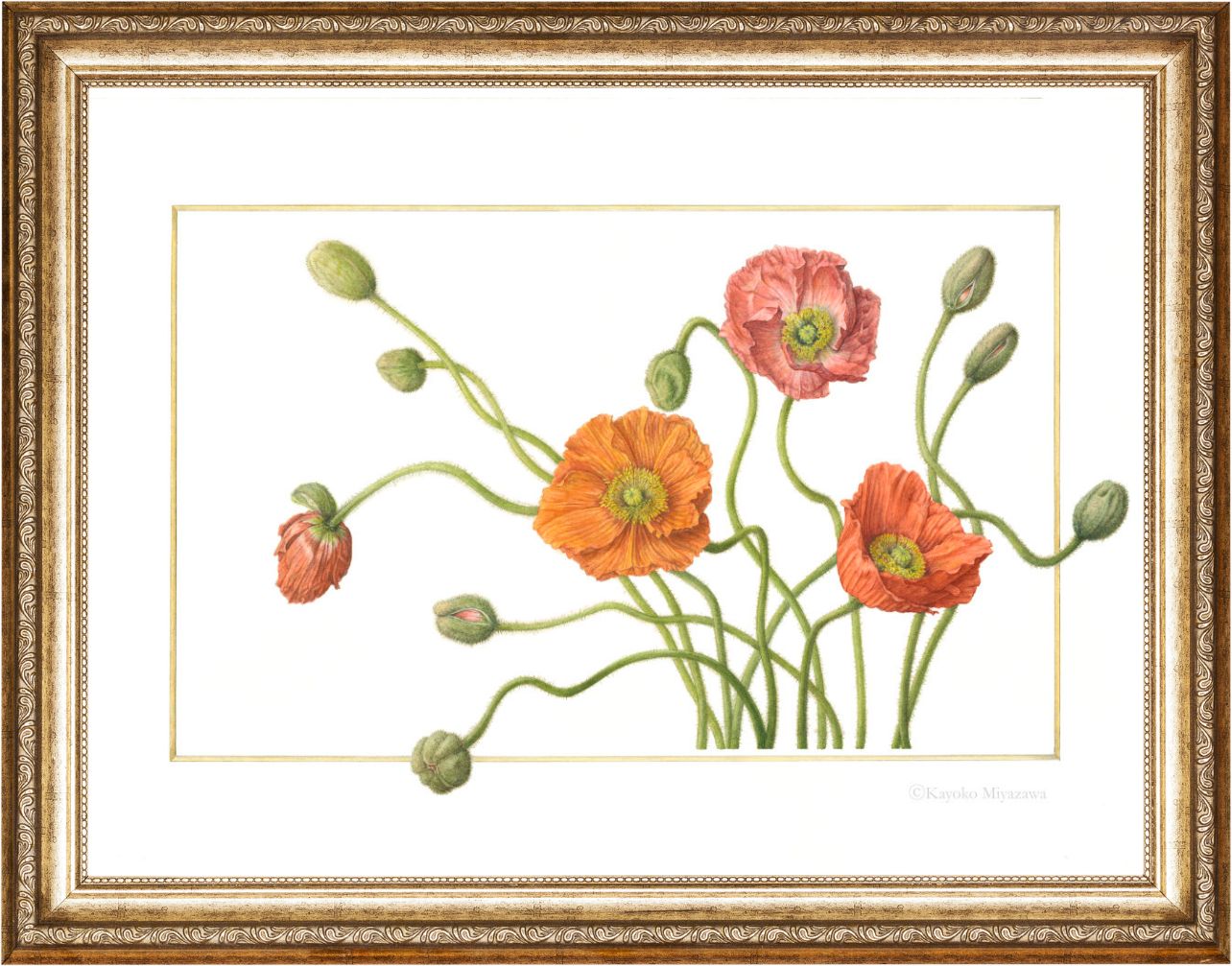 Papaver｜Impression Giclée