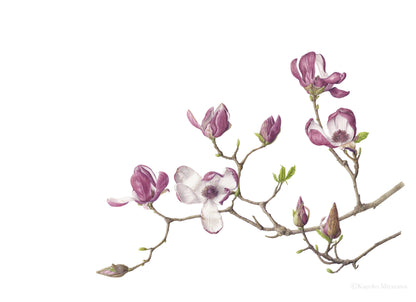 Magnolia｜Impression Giclée Taille Réelle