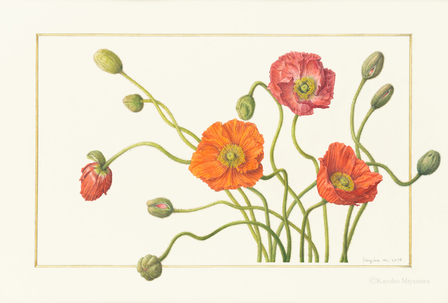 ポピー　Papaver｜ジクレープリント Giclée Print