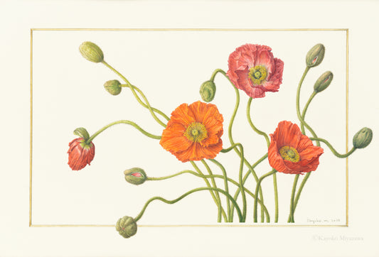 ポピー　Papaver｜ジクレープリント Giclée Print