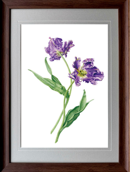 Tulipa 'Blue'｜Impression Giclée