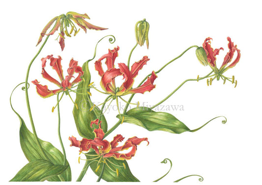 グロリオサ  ジクレー印刷  Gloriosa, Giclee print