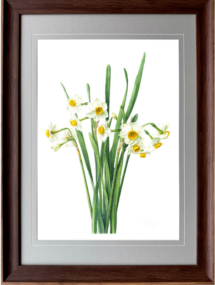 Narcissus tazetta var. chinensis｜Impression Giclée