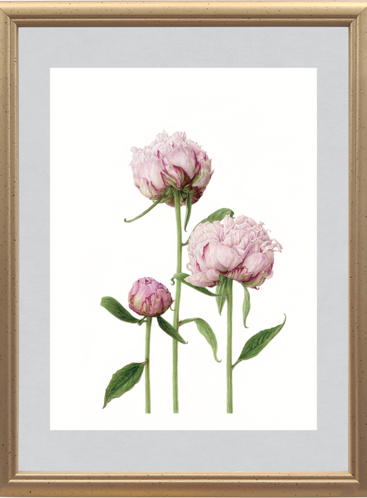 シャクヤク（芍薬）ジクレー印刷  Peony, Giclee print