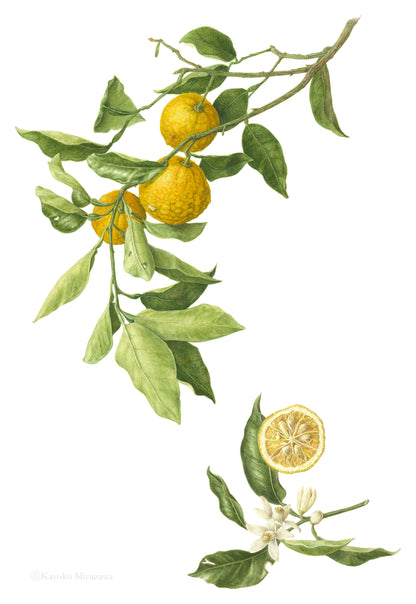 Citrus hanayu｜Impression Giclée Encadrée