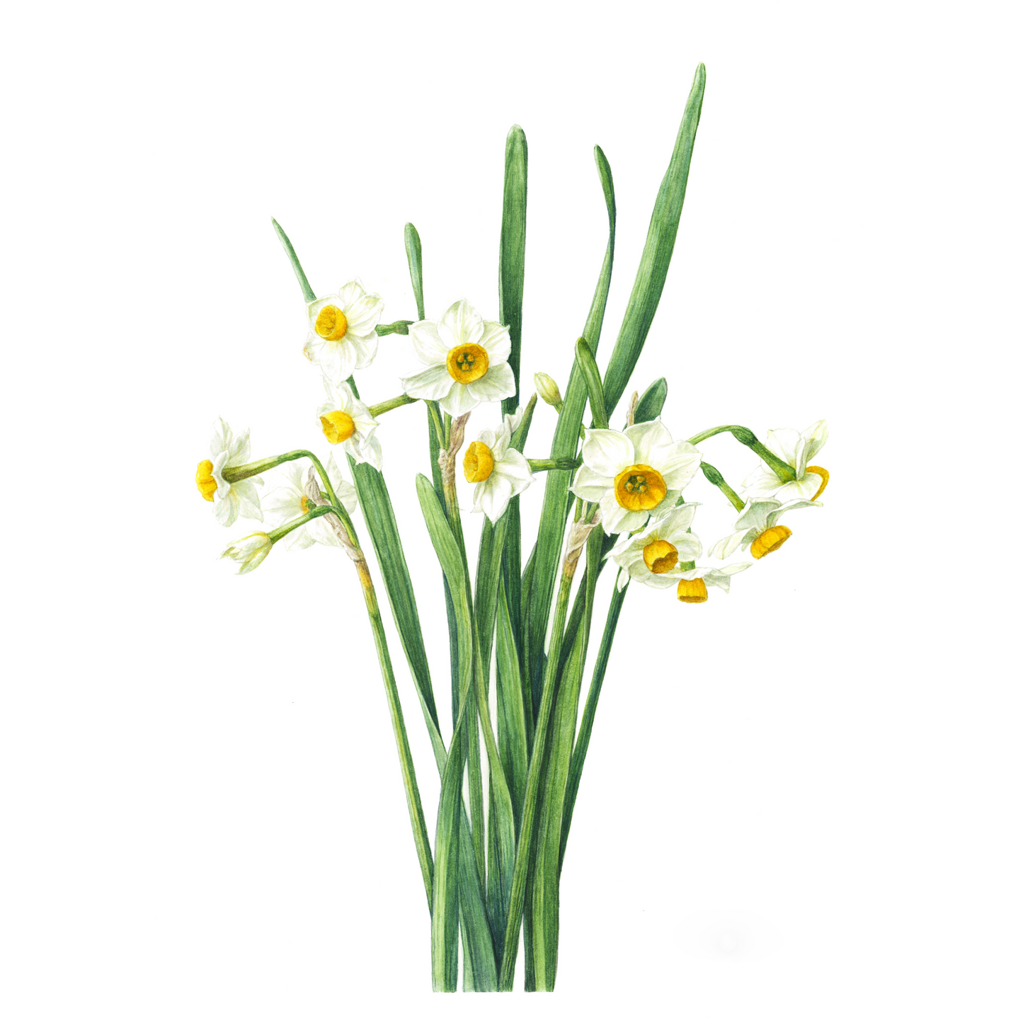 日本水仙  ジクレー印刷  Narcissus tazetta var. chinensis, Giclee print