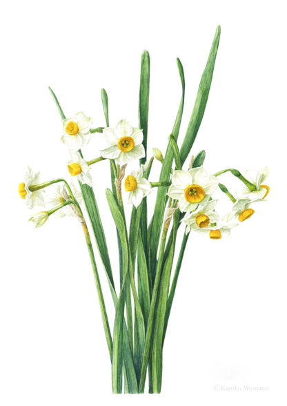 Narcissus tazetta var. chinensis｜Impression Giclée