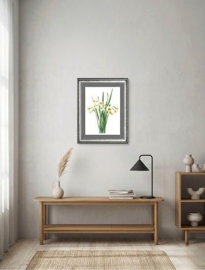 Narcissus tazetta var. chinensis｜Impression Giclée